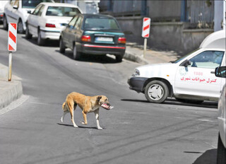 سگ‌های ولگرد؛ تهدیدی جدی برای سلامت و امنیت شهری