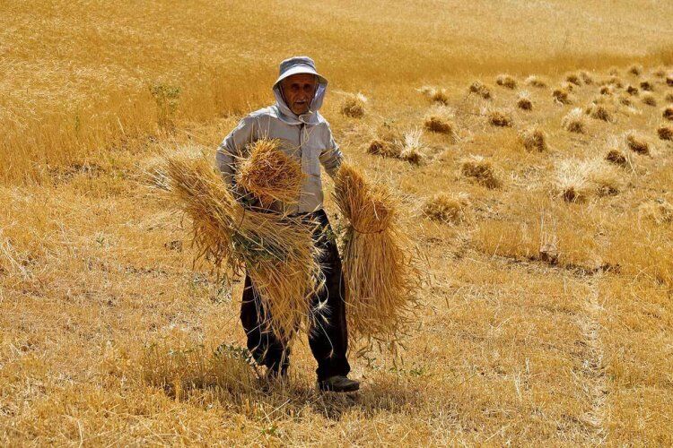 خرید ۹.۷ میلیون تن گندم از کشاورزان/ پرداخت ۶۴.۲ همت پول گندمکاران 