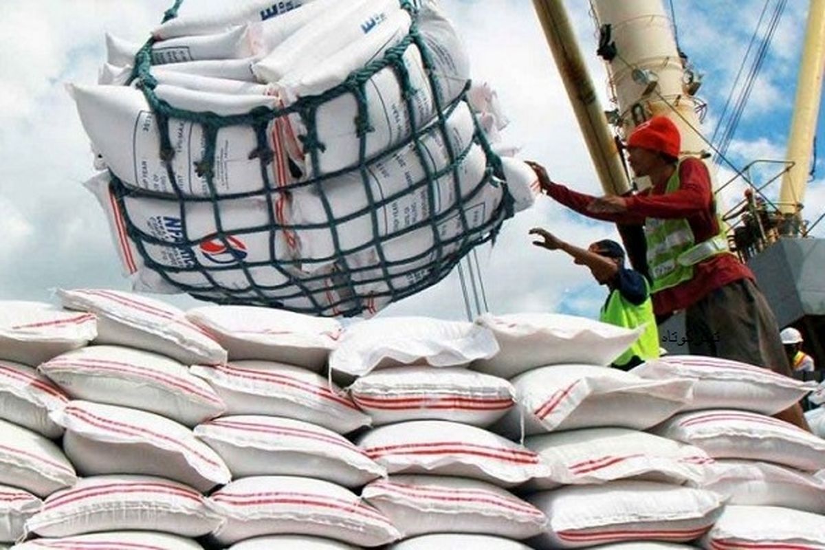 دولت چهاردهم در دو راهی حذف یا اختصاص ارز به واردات برنج؛ حمایت از تولید یا صیانت از سفره مردم