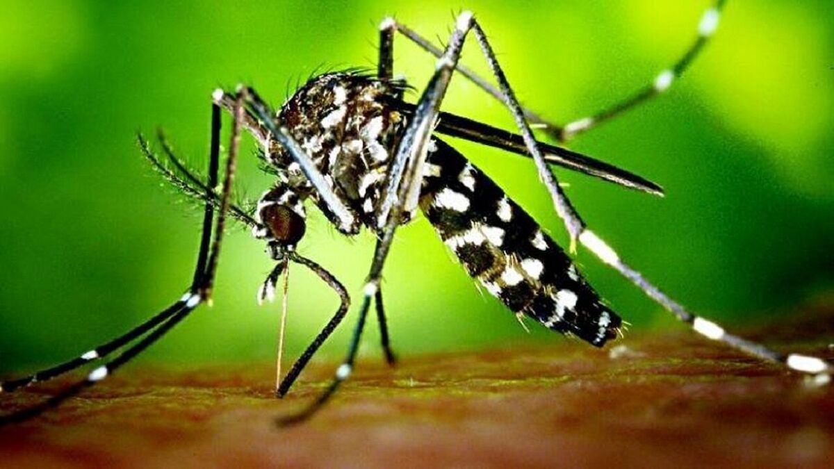 ابتلای ۱۵۰ نفر به بیماری تب دانگ در کشور