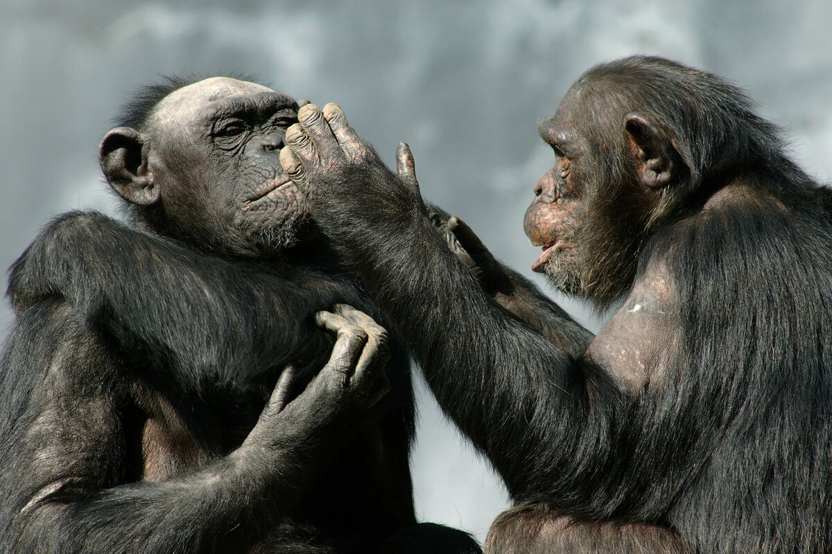 شباهت های شگفت‌انگیز شامپانزه‌ها با انسان‌ها؛ گفت و گوهای با هیجان و عاطفی