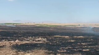 ۴۰هکتار مزارع گندم گیلانغرب در آتش سوخت