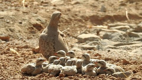 درباره محسن اسفندیاری راننده کامیونی که عشقش محیط زیست است/ کمک به افزایش جمعیت پرندهها و حیوانات