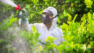 آیا آفت‌کش‌ها وارد بافت میوه و سبزی می‌شوند؟