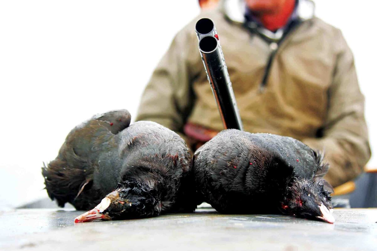 افزایش ۶۴ درصدی کشف سلاح جنگی از شکارچیان غیرمجاز