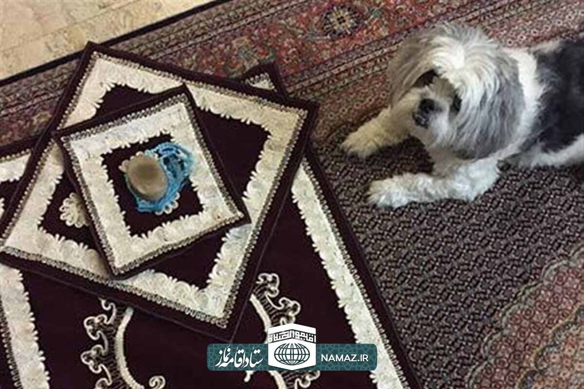 چرا اسلام با نگهداری سگ در خانه مخالف است؟