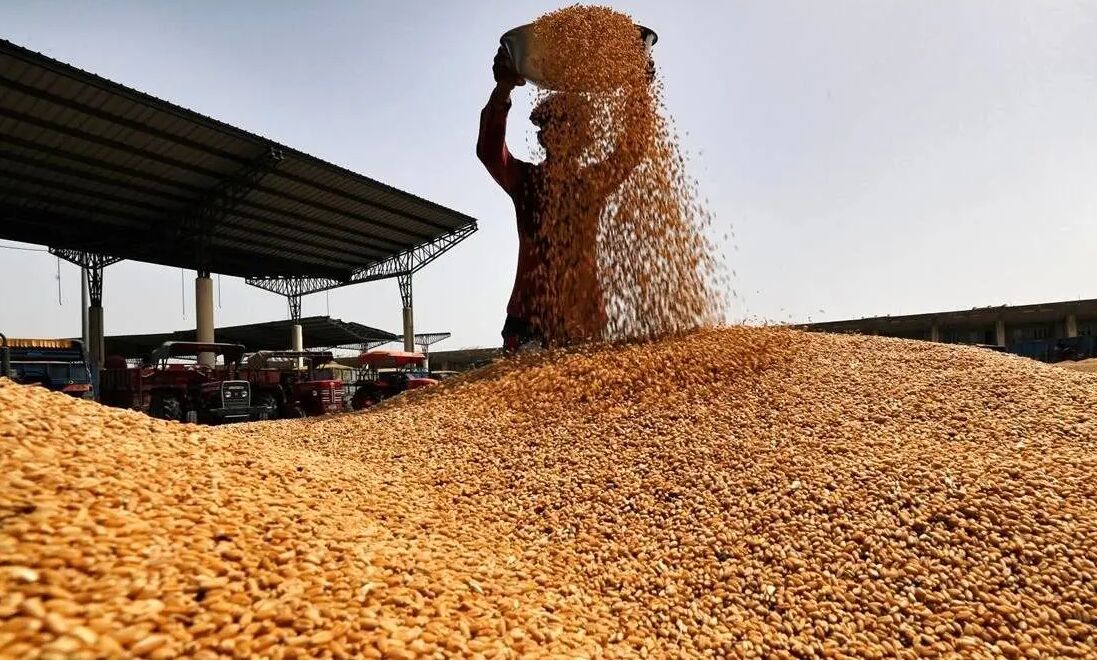 خبری از پرداخت ۴۳ هزار میلیارد تومان مطالبات گندم‌کاران نیست