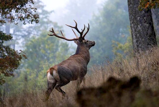 صیانت شبانه‌روزی محیط‌بانان شاهرودی از مرال‌های جنگل‌ابر