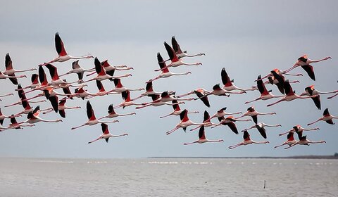 ۵۰ آببندان مازندران پناهگاه پرندگان مهاجر است