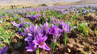 ۶۰۰ هکتار از مزارع سمنان زیر کشت زعفران است