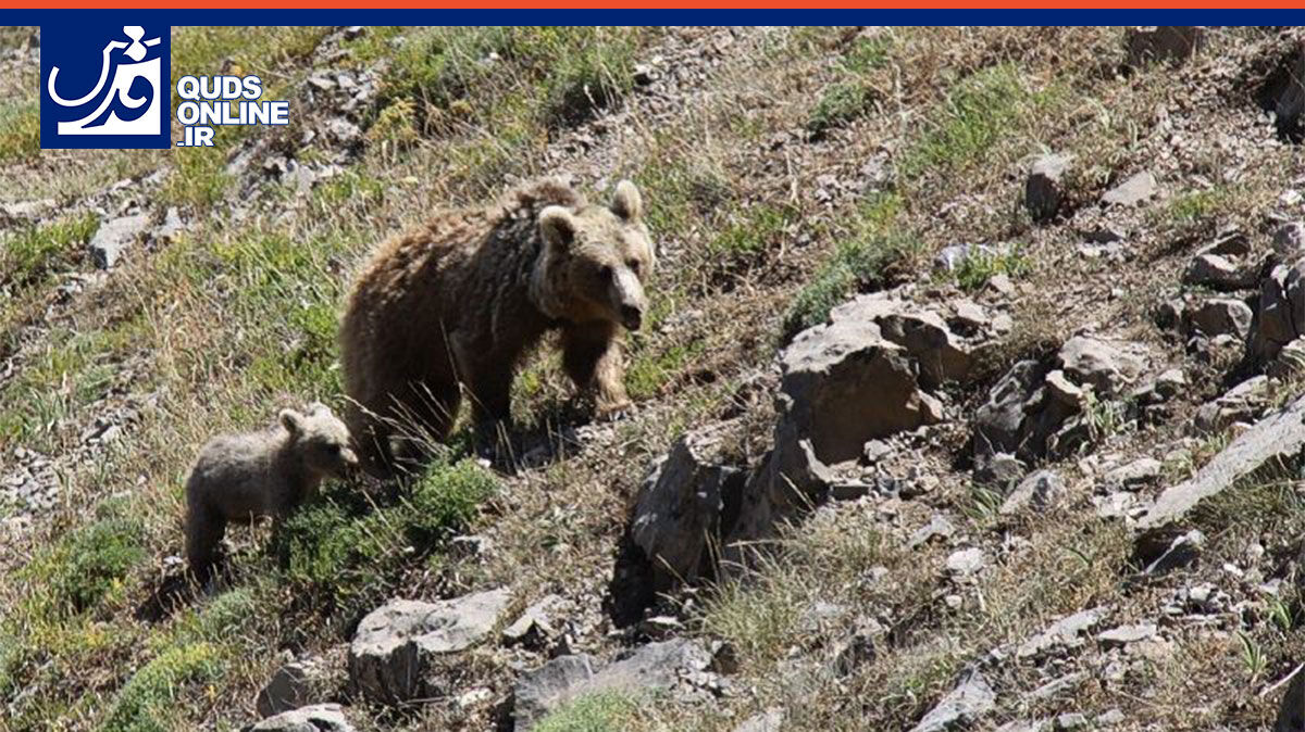فیلم | عبور خانوادگی خرس سبلان از کنار کوهنوردان