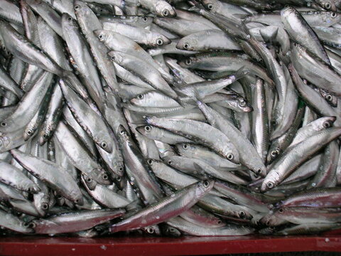 ایجاد شهرک شیلات در اردبیل