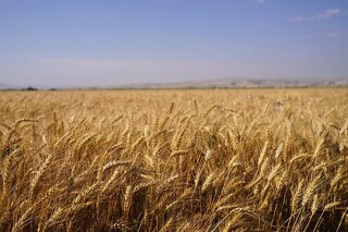 مجری طرح خودکفایی ؛ خرید تضمینی گندم به ۱۲ میلیون تن نزدیک شد/ تداوم برداشت در برخی استان‌ها