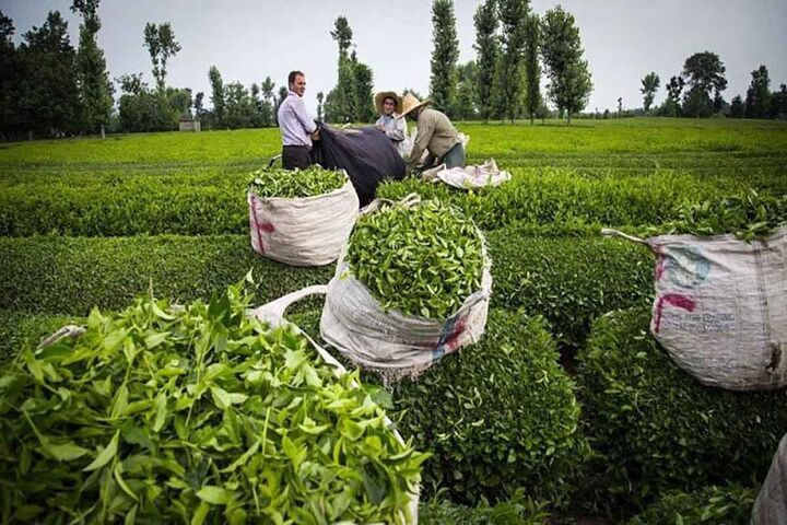 بیش از ۲۵ هزار و ۸۰۰ تن چای خشک در کشور تولید شد