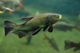 بانک اطلاعات حدود ۷ هزارگونه آبزی طبقه بندی شده‌است