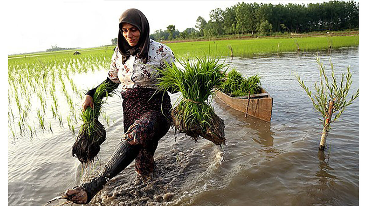 نگرانی شالی‌کاران از دسترنجی که گنج نمی‌شود