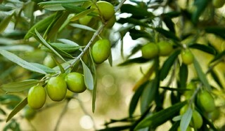 پیشبینی برداشت بیش از ۲۶ هزار تُن زیتون از باغات گیلان