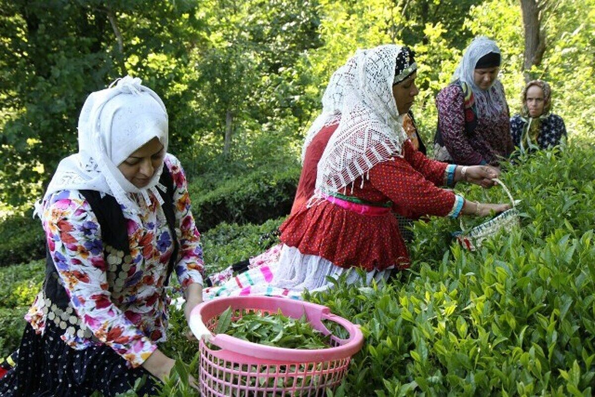 ۱۰ هزار میلیارد ریال از مطالبات چایکاران کشور پرداخت شد