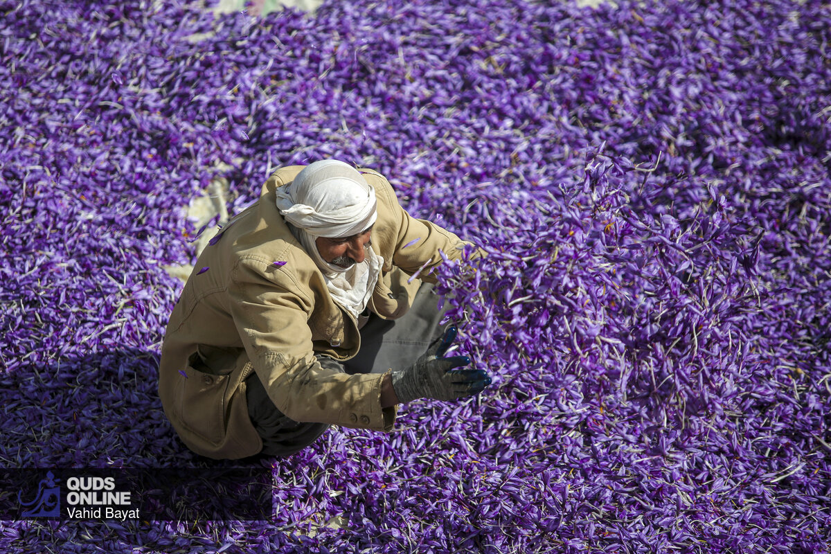 زعفران‌های بالاتر از استاندارد بورس به صورت قاچاق از کشور خارج می‌شوند