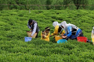 رئیس سازمان چای خبر داد:
۳۰ مهر؛ آخرین روز خرید تضمینی برگ سبز چای