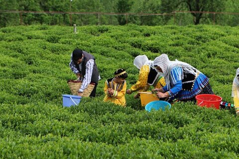 رئیس سازمان چای خبر داد:
۳۰ مهر؛ آخرین روز خرید تضمینی برگ سبز چای