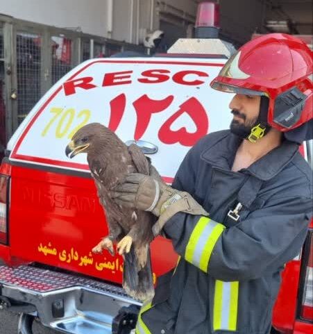 زنده‌گیری پرنده شکاری توسط آتش‌نشانان مشهد