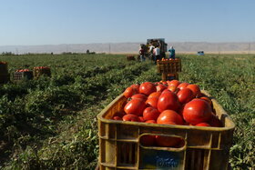 کاهش کشت گوجه فرنگی در نیشابور به دلیل نوسان قیمت