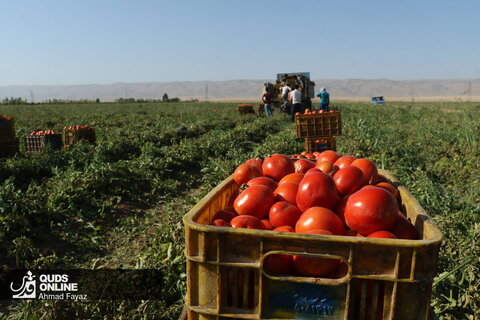 صادرات گوجه فرنگی ممنوع شد