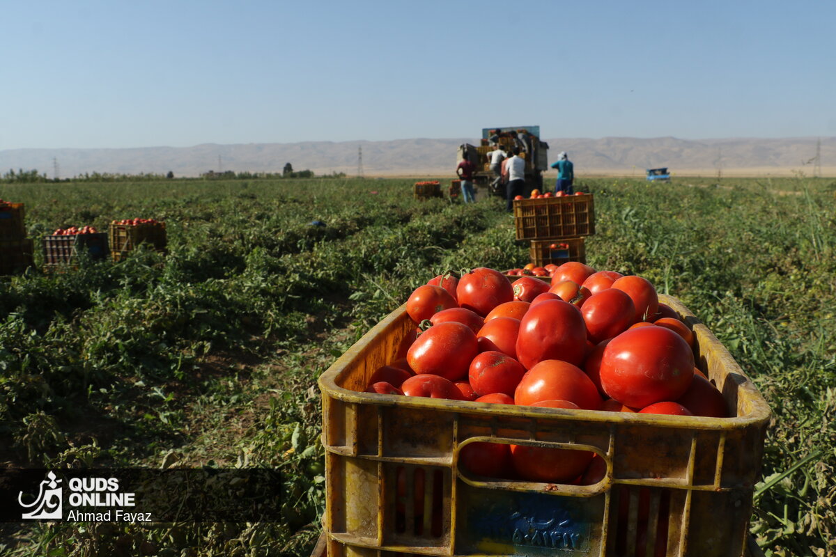 کاهش کشت گوجه فرنگی در نیشابور به دلیل نوسان قیمت