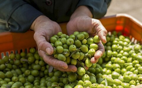 زیتون رودبار؛ تشنه مدیریت / مشکلات معدن «طلای سبز ایران» نیاز به استخراج دارد