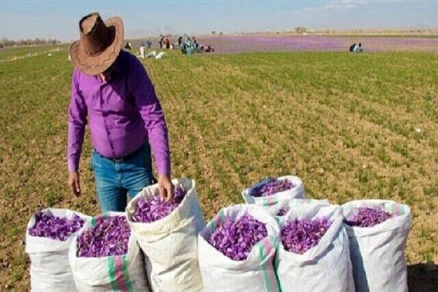 رئیس مجمع نمایندگان خراسان رضوی: زعفران‌کاران هیچ نگرانی برای بازگشت پول نداشته باشند