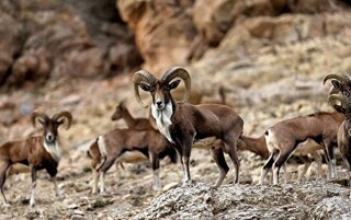 برآورد پاییزه جمعیت علفخواران در خراسان رضوی آغاز شد