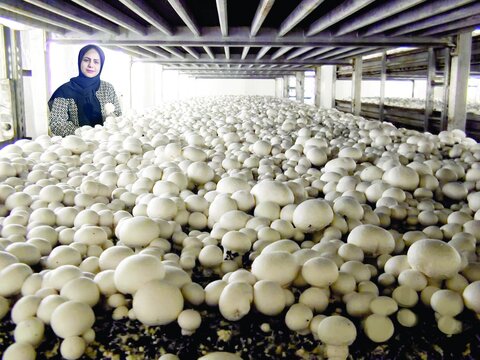 درباره منیره شاکر از ترک تحصیلش تا نوشتن دو کتاب درباره پرورش قارچ و کارآفرینیاش/ گفتم نمیخواهم آدم قبلی باشم