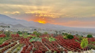 زرشک و عناب خراسان جنوبی به بورس می‌روند