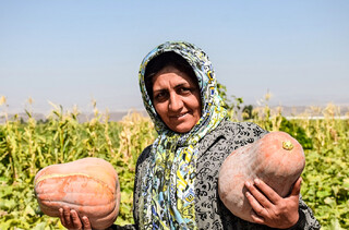 کدو تنبل، طعم و رنگ پاییز گیلان