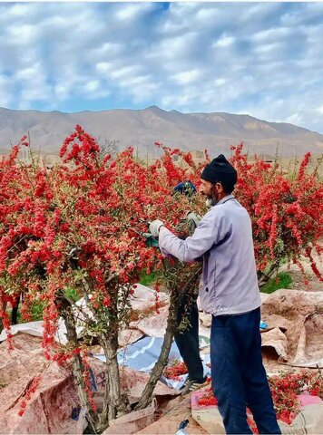 دلربایی درختچه‌های زرشک در خزان خراسان