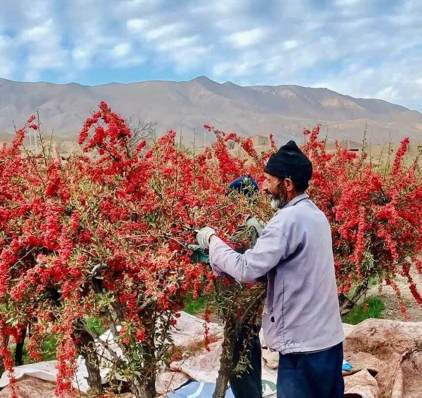 دلربایی درختچه‌های زرشک در خزان خراسان