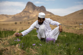 آغاز برداشت زعفران از مزارع تفتان