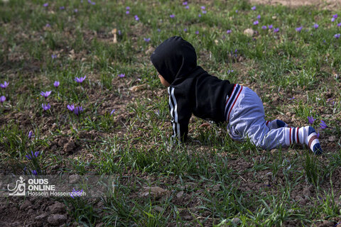 گزارش تصویری | برداشت زعفران در تایباد خراسان رضوی