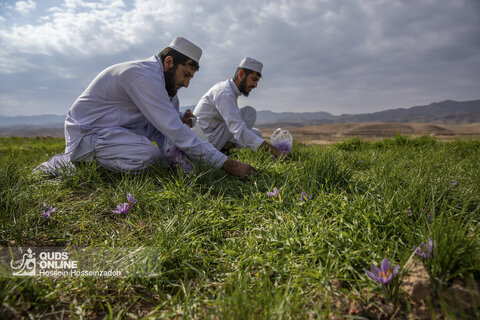 گزارش تصویری | برداشت زعفران در تایباد خراسان رضوی