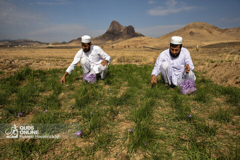 گزارش تصویری | برداشت زعفران در تایباد خراسان رضوی