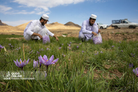 گزارش تصویری | برداشت زعفران در تایباد خراسان رضوی