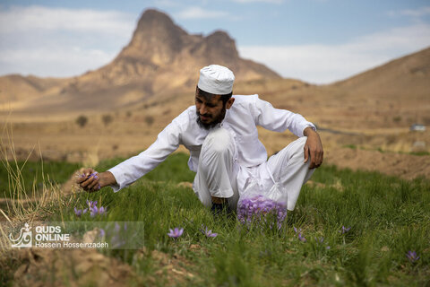 گزارش تصویری | برداشت زعفران در تایباد خراسان رضوی