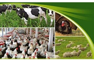 دامپزشکی خراسان رضوی هشدار داد! مراقب گرمازدگی دام و طیور باشید