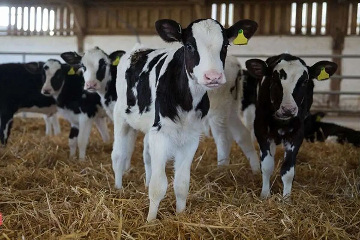 جدیدترین قیمت دام زنده اعلام شد+ جدول قیمت امروز پنجشنبه ۱۹ تیر ۱۴۰۴ جدیدترین قیمت دام زنده اعلام شد+ جدول قیمت امروز پنجشنبه ۱۹ تیر ۱۴۰۴