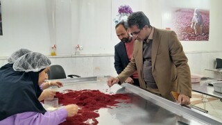 کاهش ۸۰ درصدی سطح زیرکشت زعفران در بردسکن