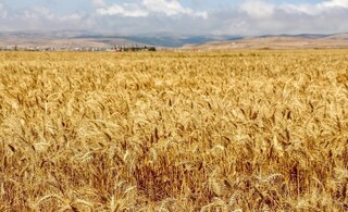 شرایط خرید تضمینی گندم از کشاورزان در ۱۴۰۴ مشخص شد