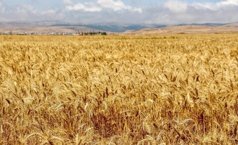 خرید تضمینی بیش از ۱۱۰ هزار تُن گندم در خراسان‌شمالی