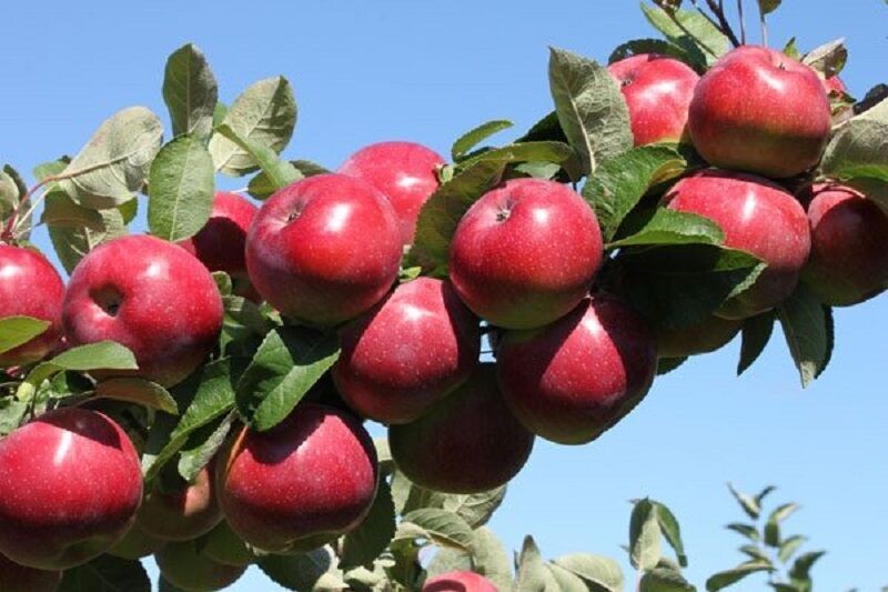 صادرات ۱۵۰۰ تُن سیب بهاره از خراسان‌شمالی به عراق