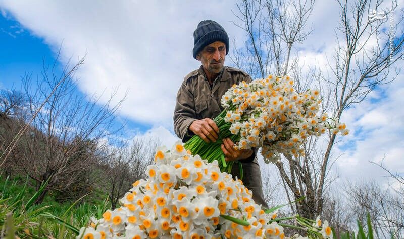 نرگس‌ مازندران به بازار رنگ و بو بخشید